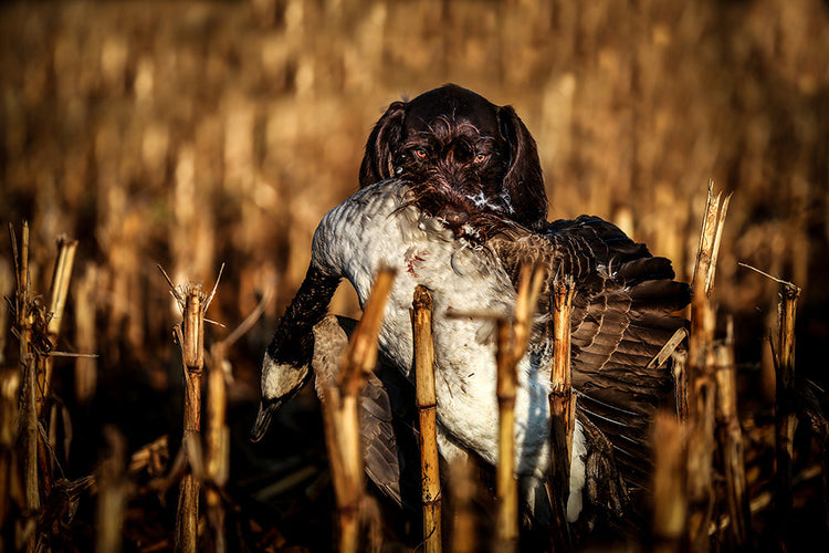 a good boy / dog holding a duck