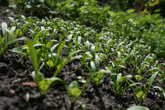 weed control on food plot blog