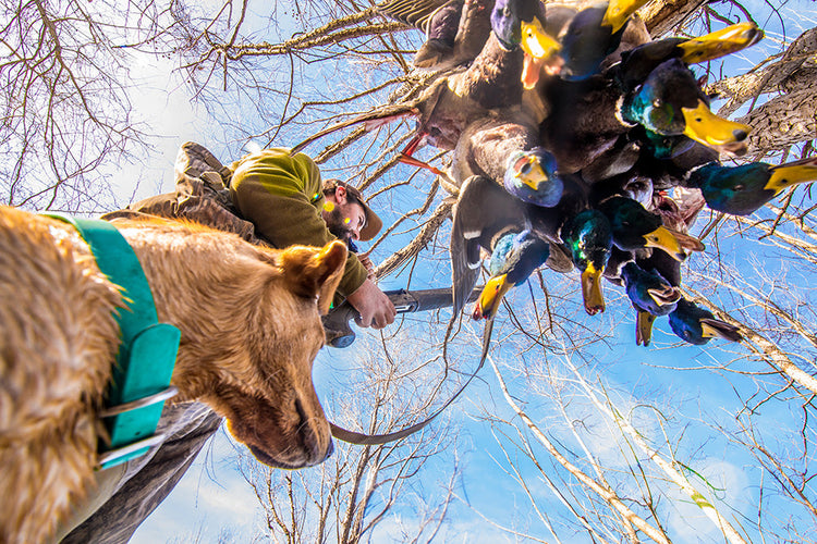 a good dog with all this ducks