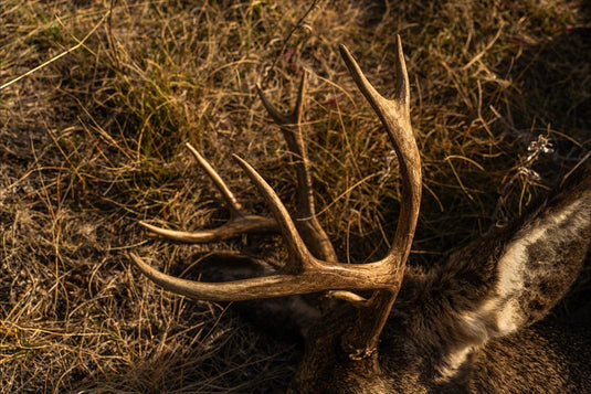 TOP PICKS FOR DEER HUNTERS