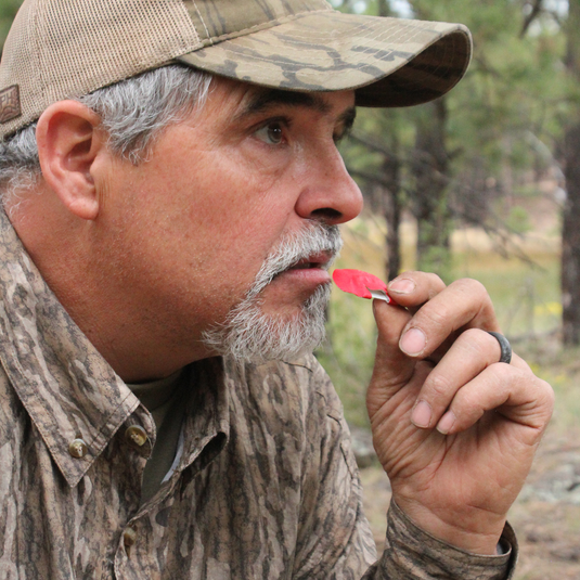 A man in camo uses the Primos Imperial Plate™ Double Elk Call to mimic herd bulls in a forested area.