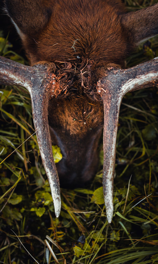 TOP PICKS FOR ELK HUNTERS