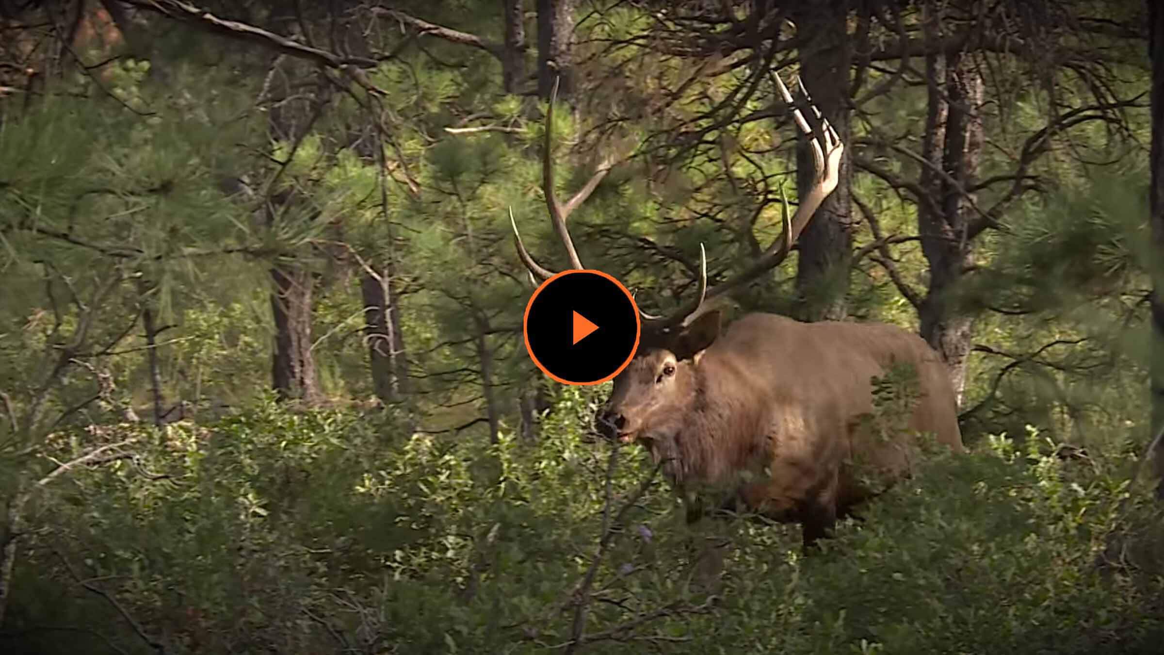 Cow Calf Bull Elk Calls ~ NEW 