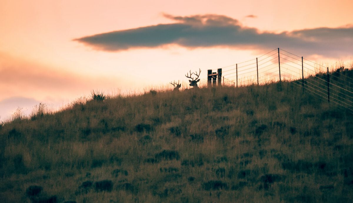 Deer on the horizon