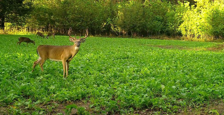 Go To Take Out Seed and Feed