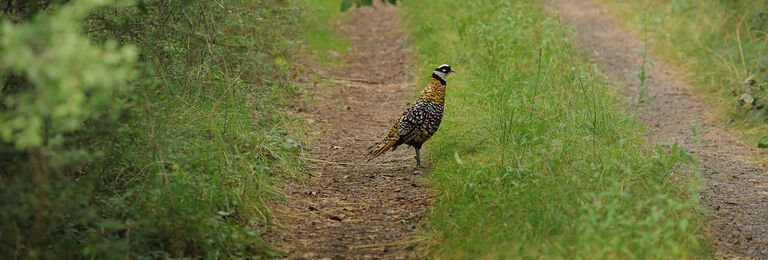 Bird Bird