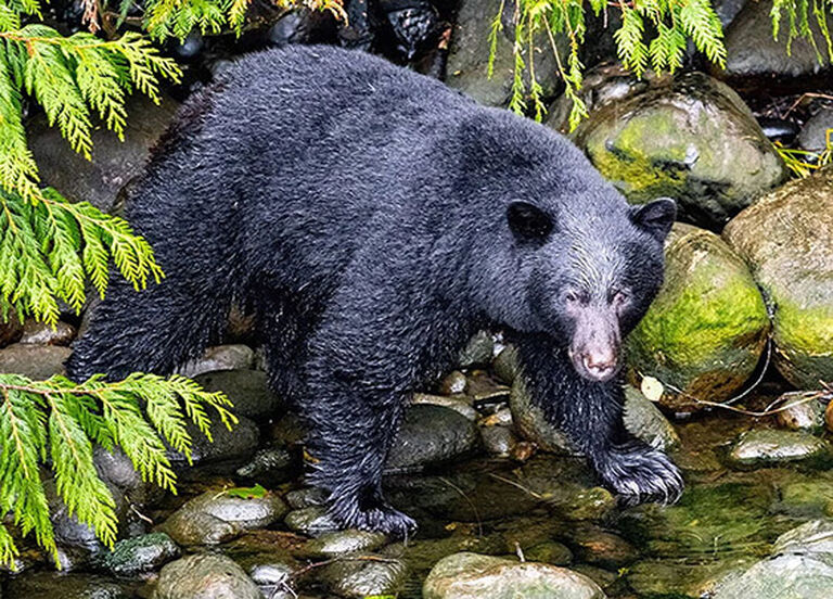 Bear Hunting Buyer's Guide