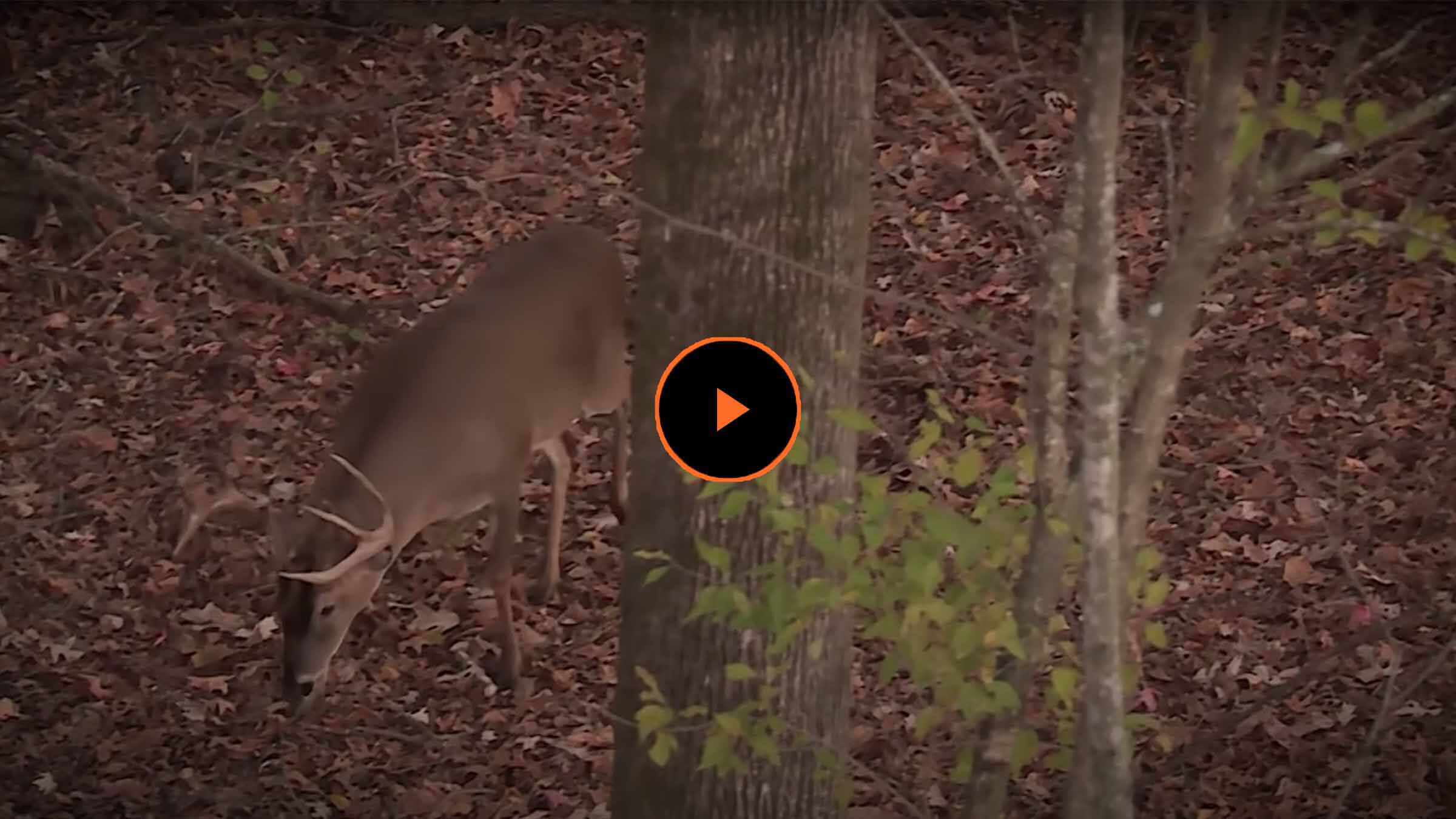 Whitetail store deer calls