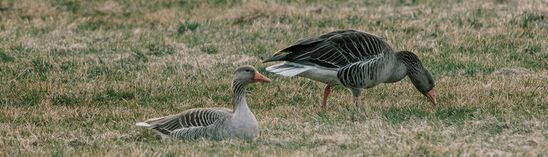 Birding Birding