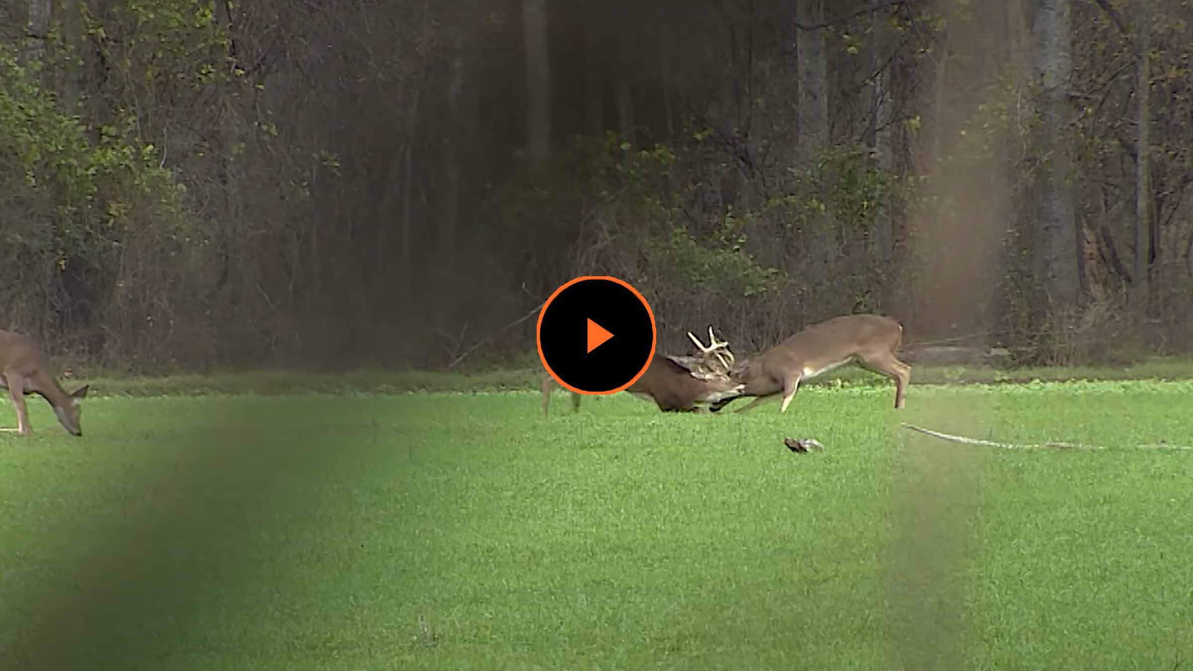 White tailed sales deer call