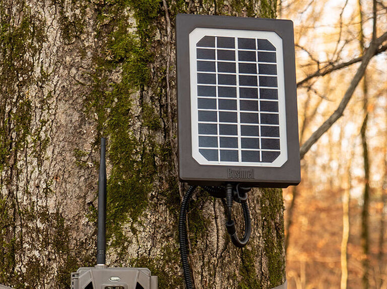 Trail Came Solar Panel attached to a tree