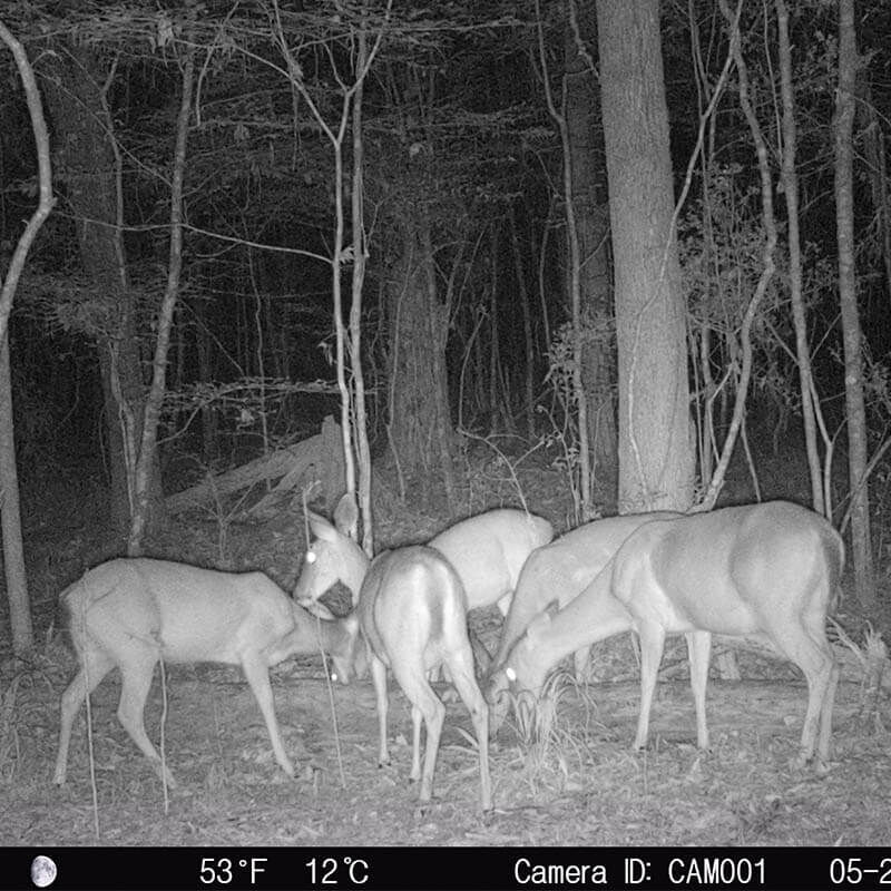 Take Out Red Zone Granular Mineral 4 lb Bag