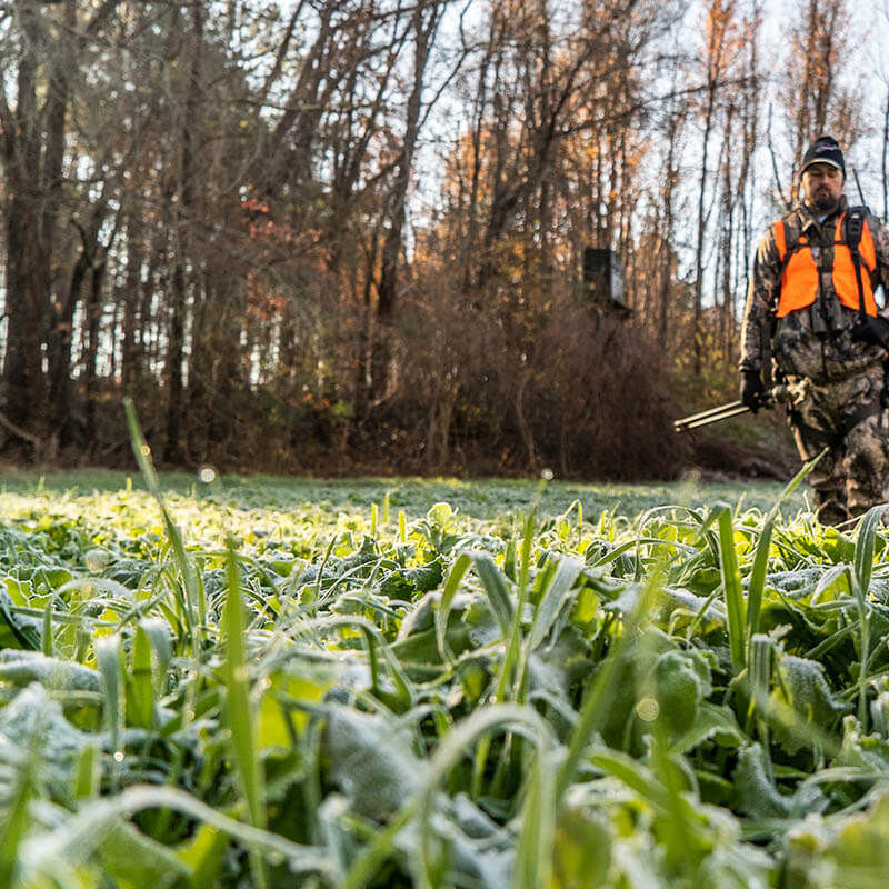 Take Out Seed Brassica Blend 1.5 lb