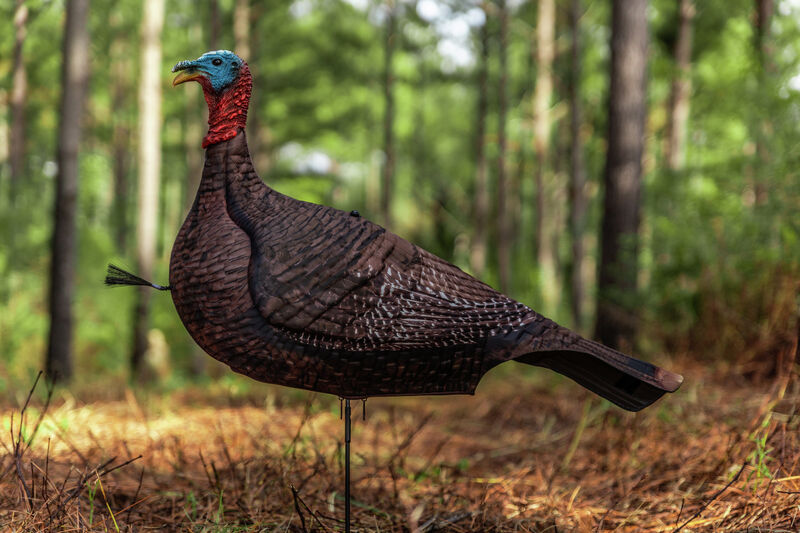 Buy Photoform Jake Turkey Decoy Primos Hunting