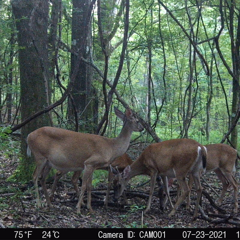 Take Out Sweet Acorn Salt Block