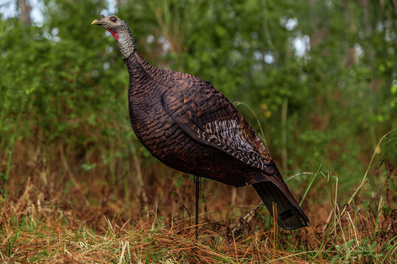 Buy Photoform Hen Turkey Decoy Primos Hunting