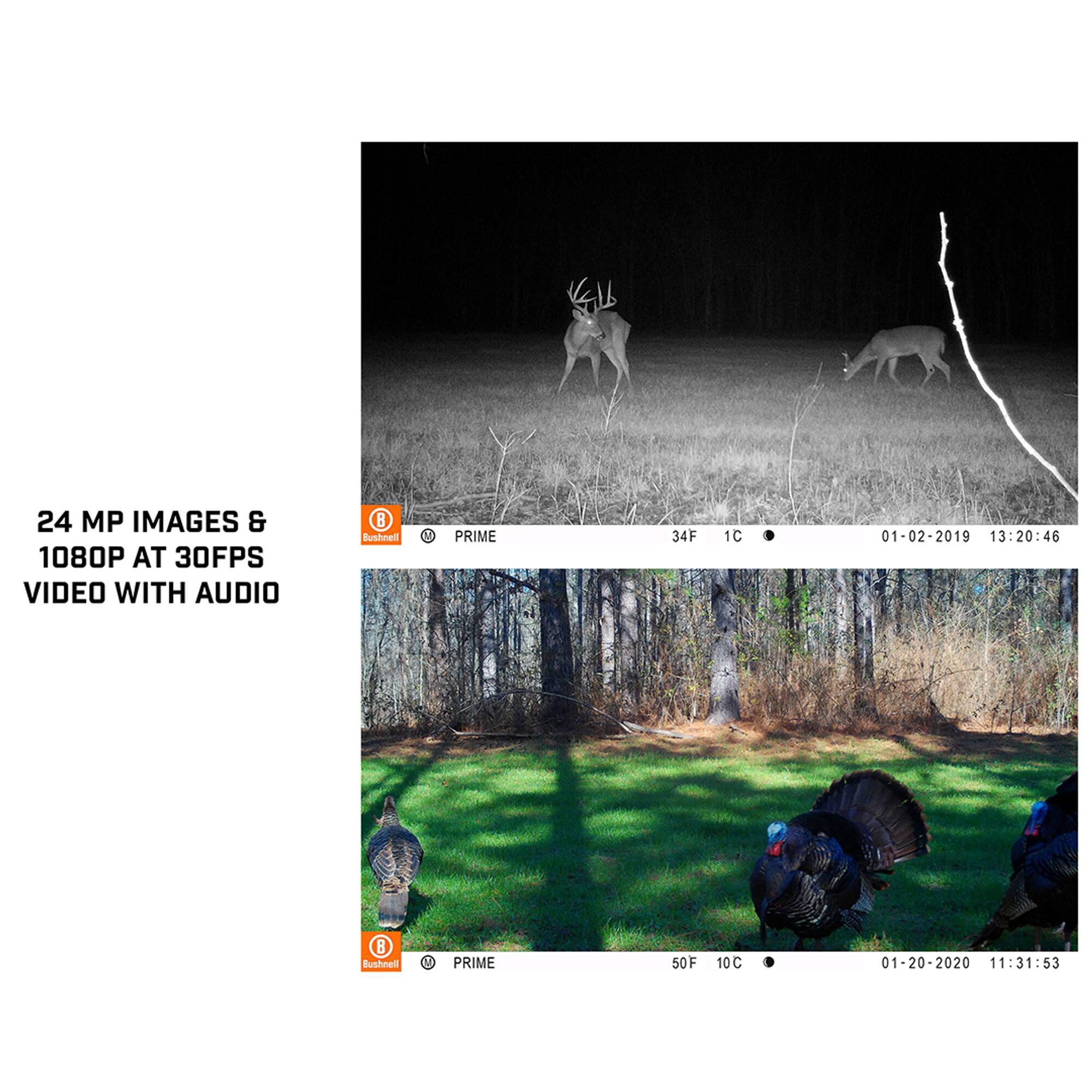 Prime Low Glow Trail Camera For Hunting | Bushnell