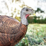 Photoform Leading Hen Turkey Decoy