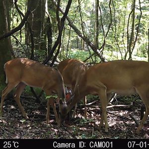 Take Out Sweet Acorn Salt Block Take Out Sweet Acorn Salt Block