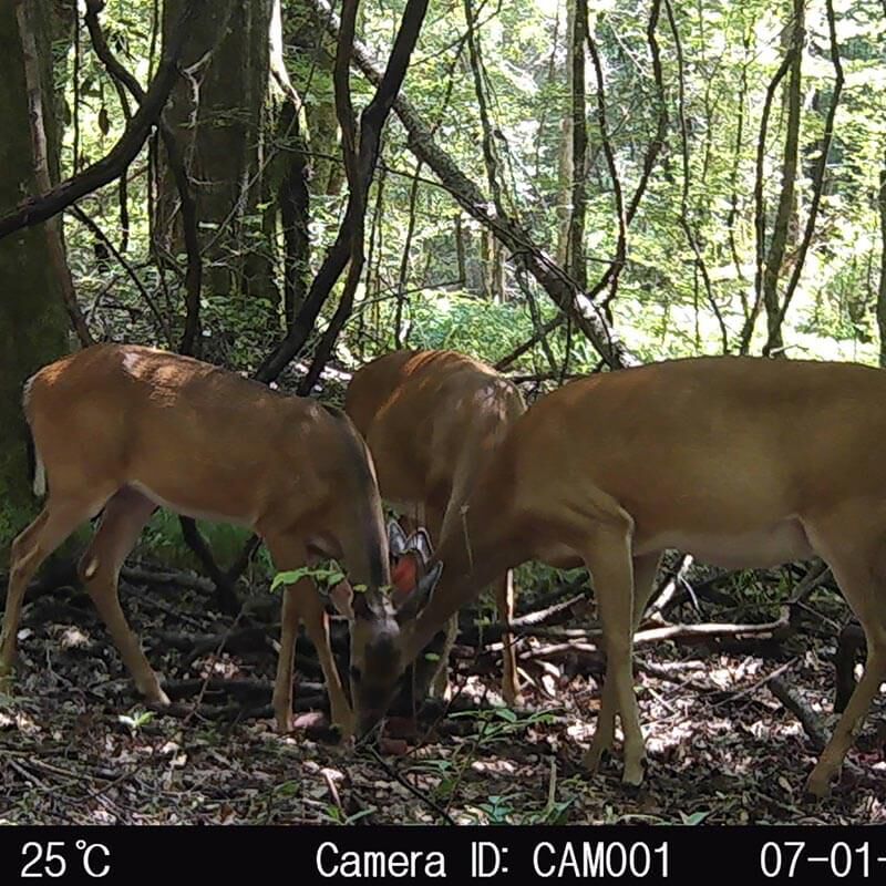 Take Out Sweet Acorn Salt Block