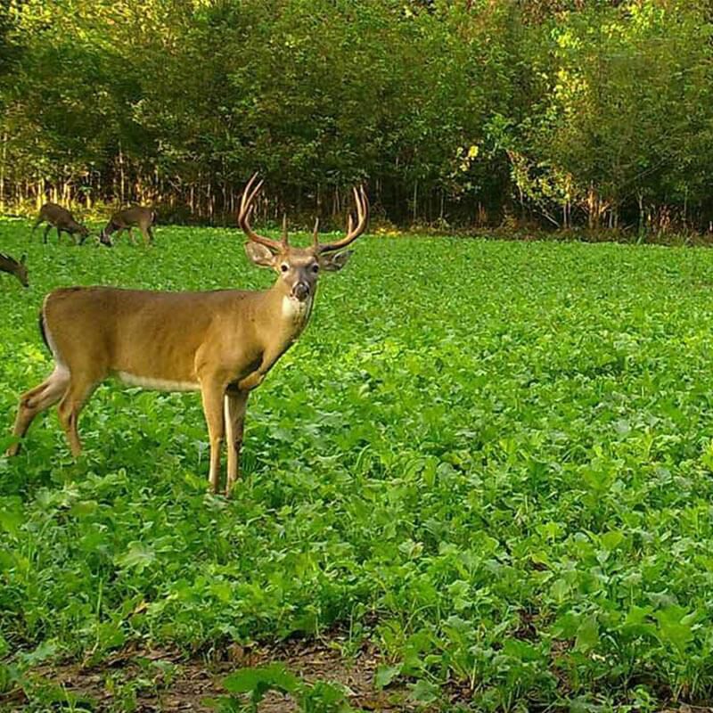 Buy Take Out Seed Brassica Blend 1 5 Lb Primos Hunting Buy Take Out Seed Brassica Blend 1 5 Lb Primos Hunting
