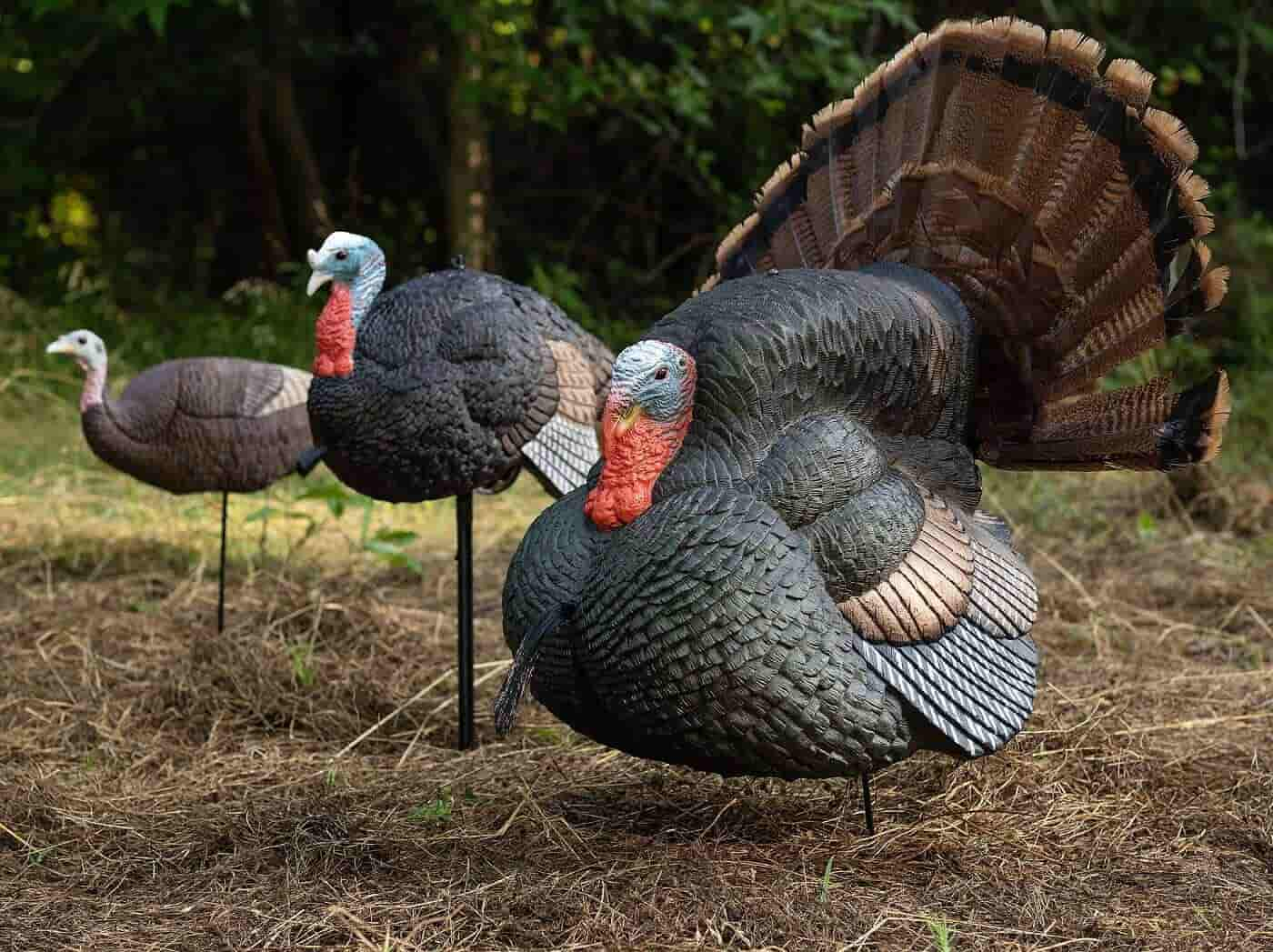 Turkey Decoys