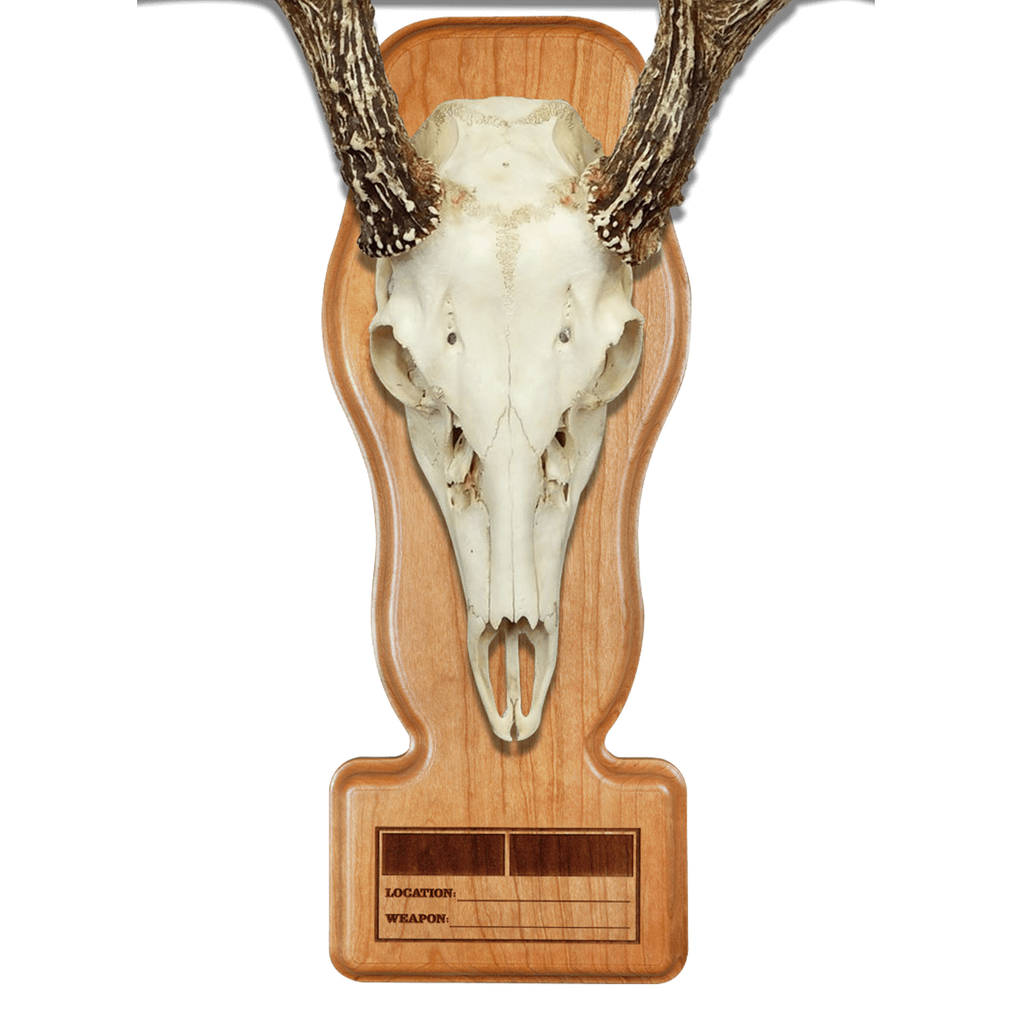 solid wood european skull plaque whitetail deer plaque ACORN plaque skull mount 